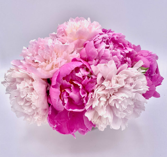 "The Pink Ladies" Pink Peonies