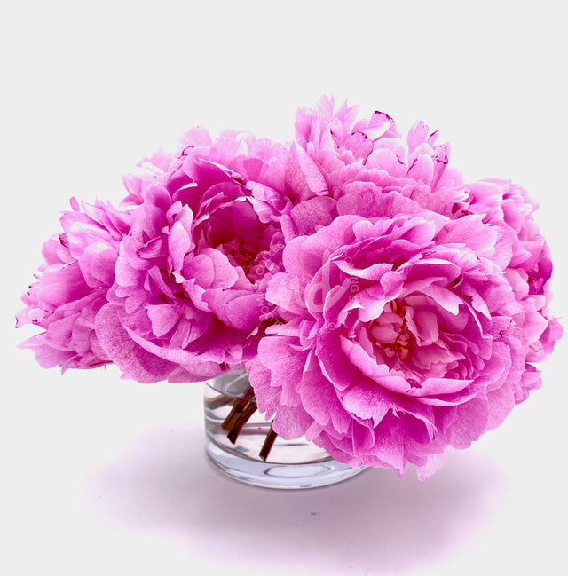 "Sei Fiori" Pink Peonies