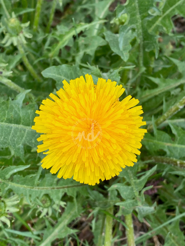 "Bee Yourself" Yellow Dandelion