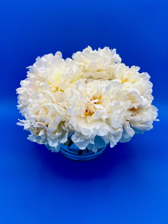 "Classic Coastal" White Peonies