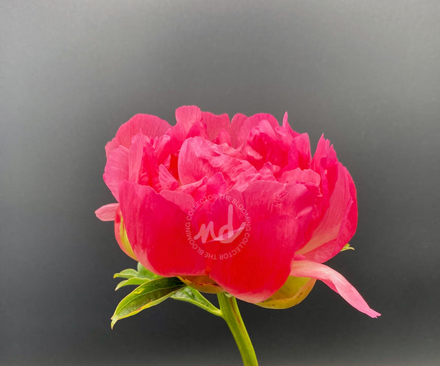 "Hello Lovely" Pink Peony