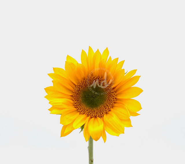 "You're Perfect" Yellow Sunflower