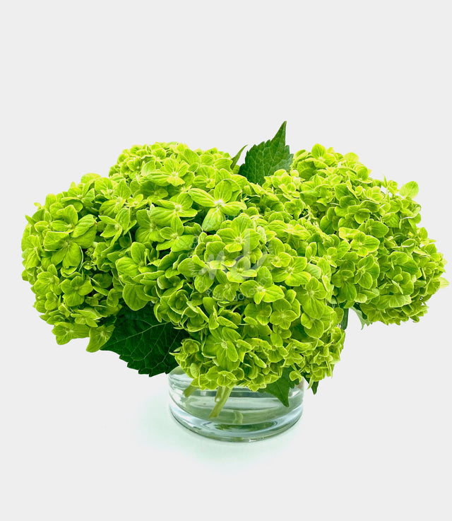 "Luscious Lime" Green Hydrangeas