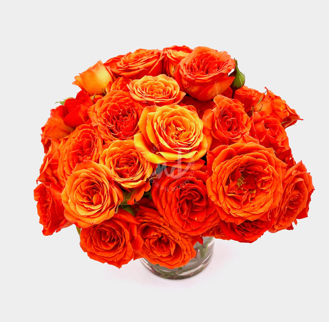 "Sunset Orange" Orange Roses