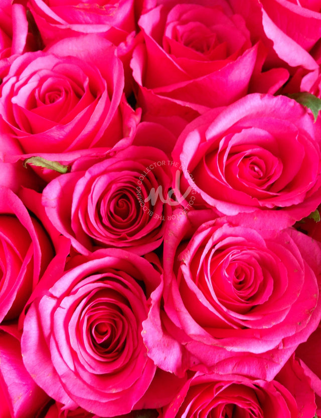 "Radiant Roses" Bright Pink Roses