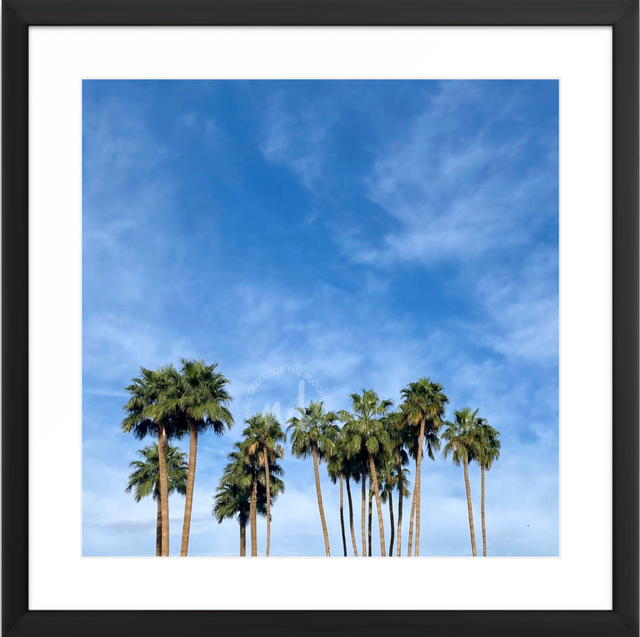 "Palms in Paradise Valley" with Blue Sky