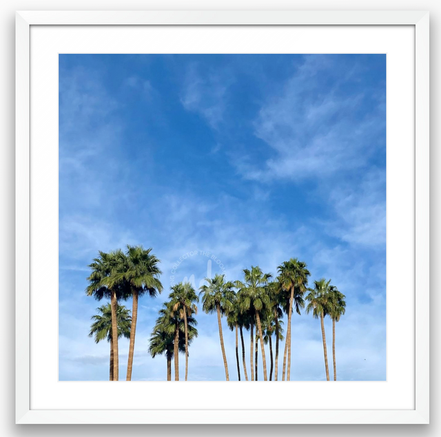 "Palms in Paradise Valley" with Blue Sky