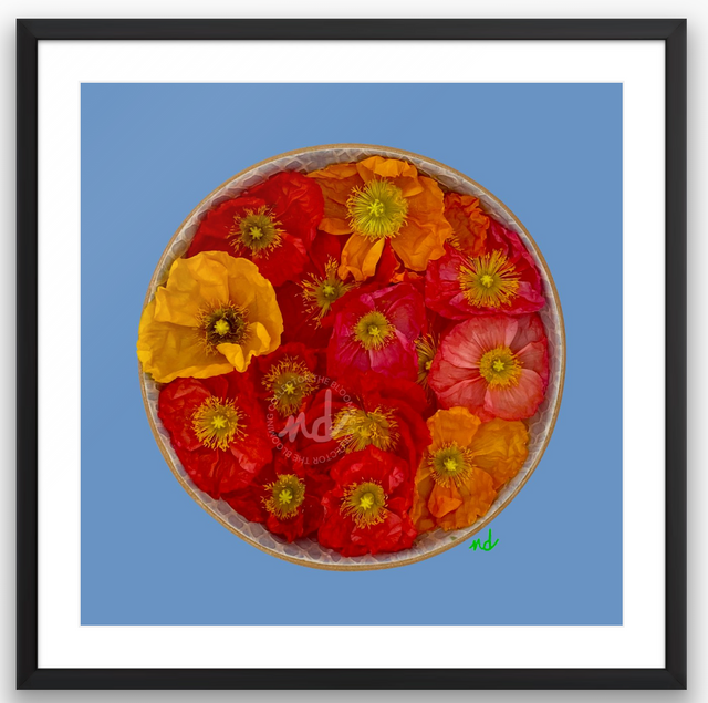 "Poppy Party" Bright Poppies