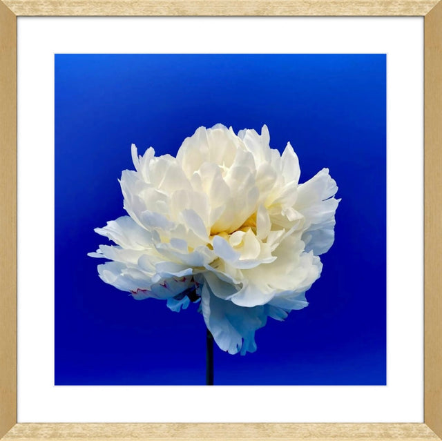 "Balboa Blue" White Peony