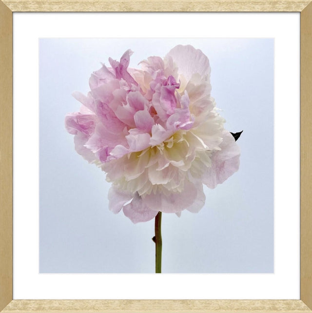 "Make Me Blush" Pink Peony