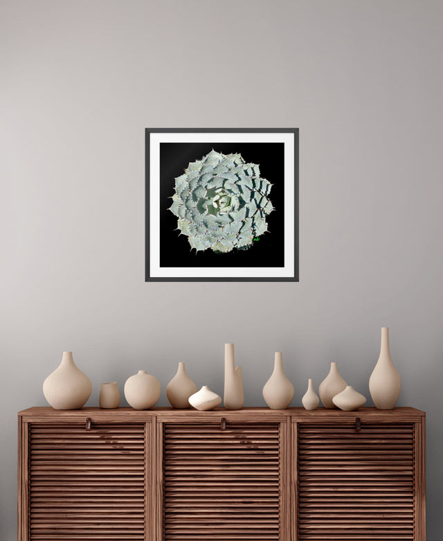 "Agave Attitude" Desert Collection