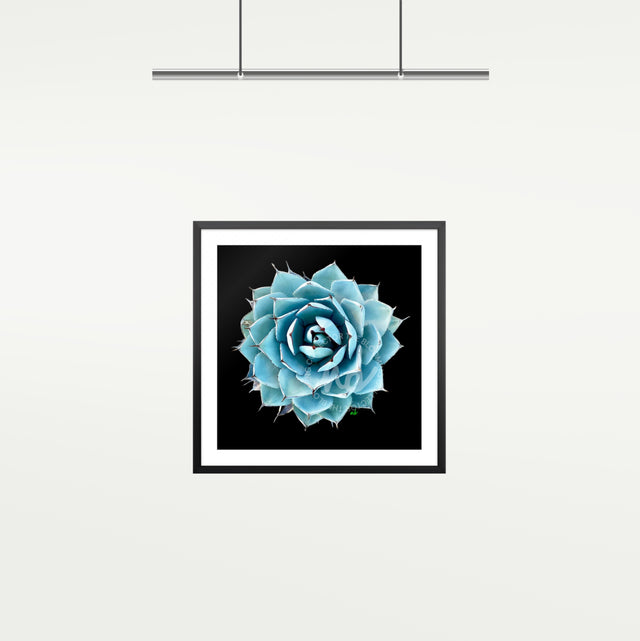 "Artichoke Agave" Desert Collection