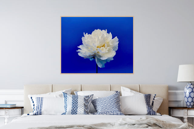 "Balboa Blue" White Peony