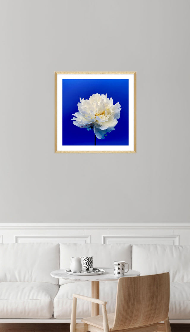 "Balboa Blue" White Peony