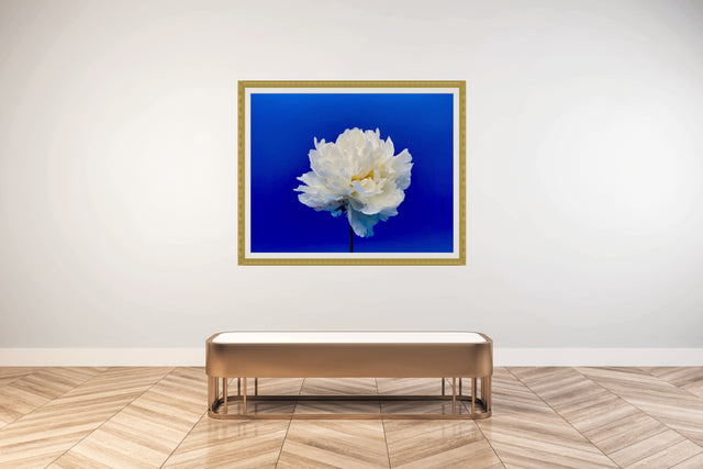 "Balboa Blue" White Peony