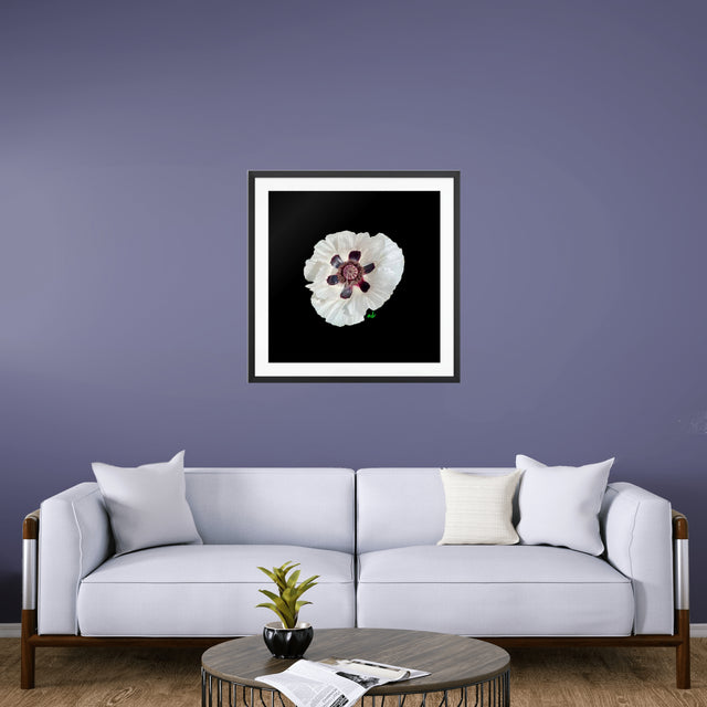"Black Tie Bloom" White Oriental Poppy