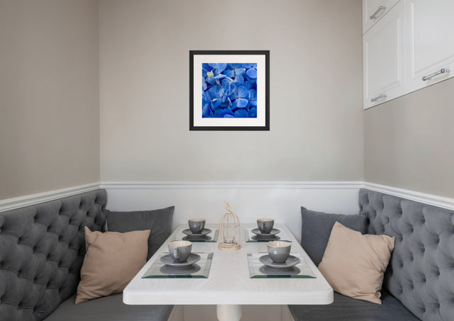 "Blue Bliss" Blue Hydrangeas