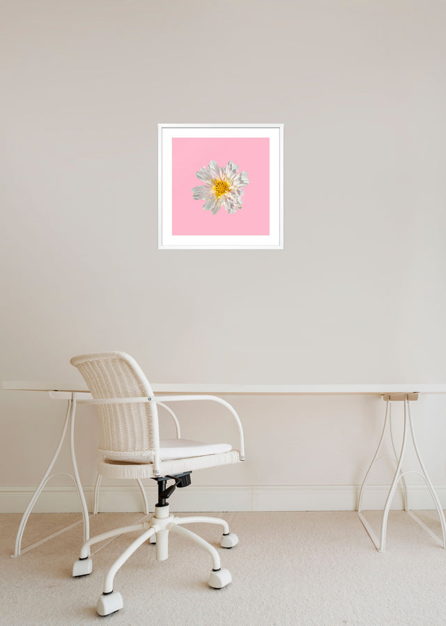 "Blush Bliss" White Cosmo