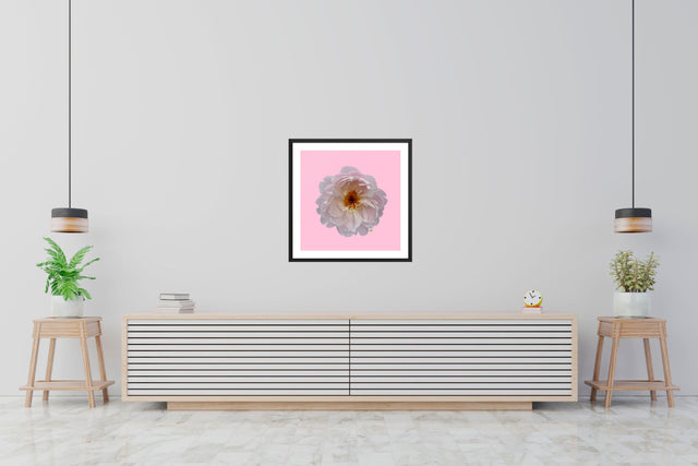 "Blush Bombshell" Pink Peony