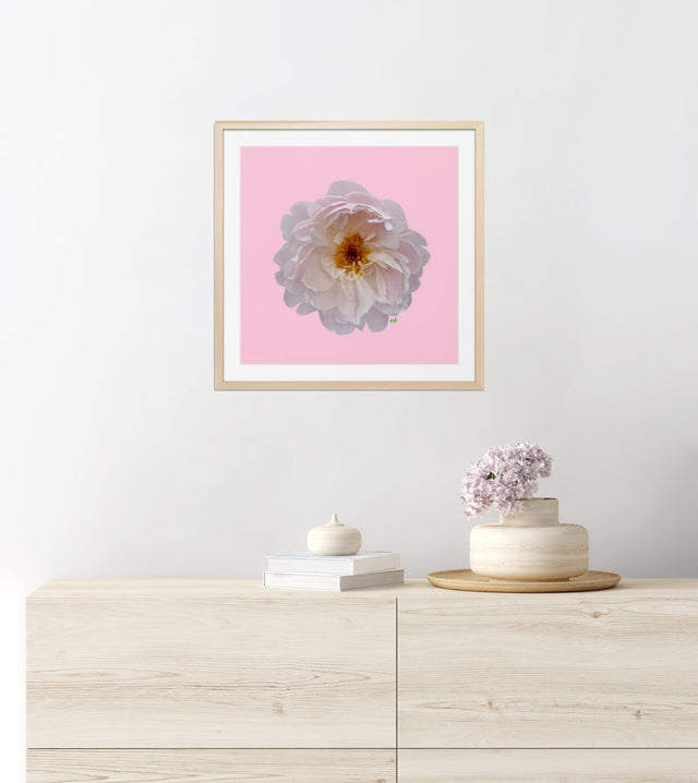 "Blush Bombshell" Pink Peony