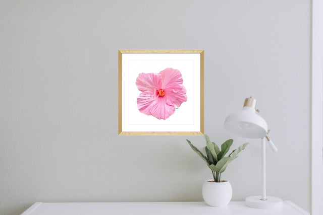 "Blush Crush" Pink Hibiscus