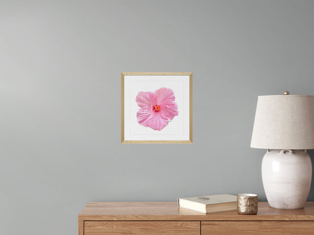 "Blush Crush" Pink Hibiscus
