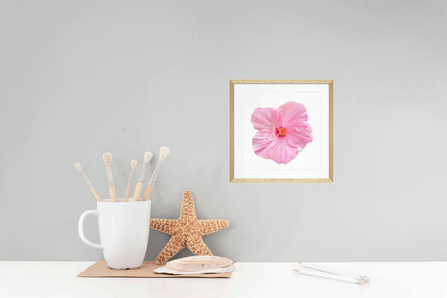 "Blush Crush" Pink Hibiscus