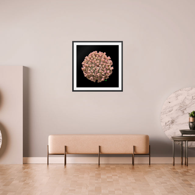 "Botanic Burst" Pink Polyanthum