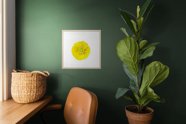 "Buttercup Bliss" Yellow Poppy Art Print
