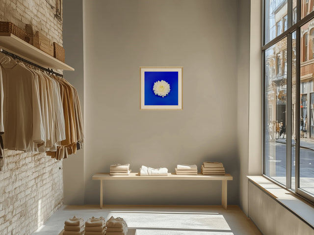 "Dahlia Darling" White Dahlia