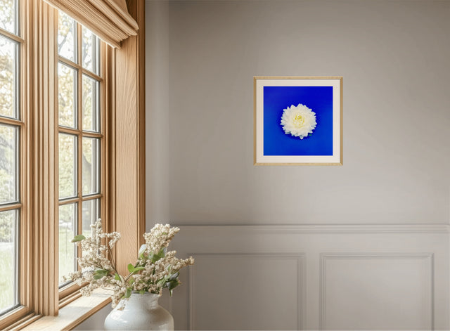 "Dahlia Darling" White Dahlia