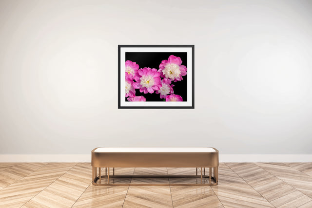 "Flirts at Dark" Pink and White Peonies