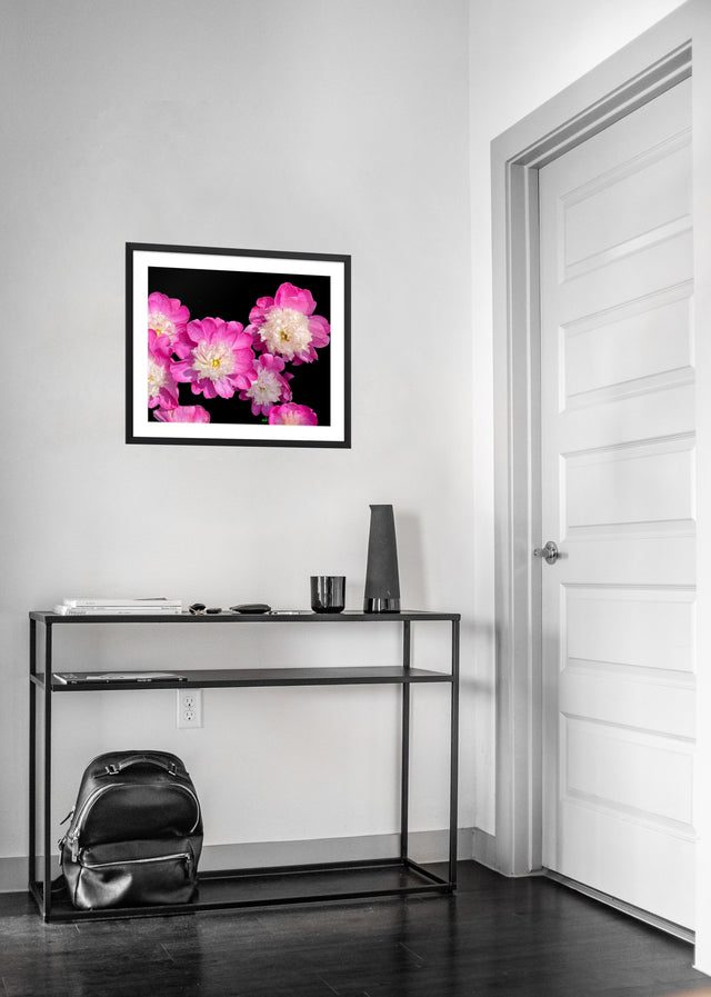 "Flirts at Dark" Pink and White Peonies