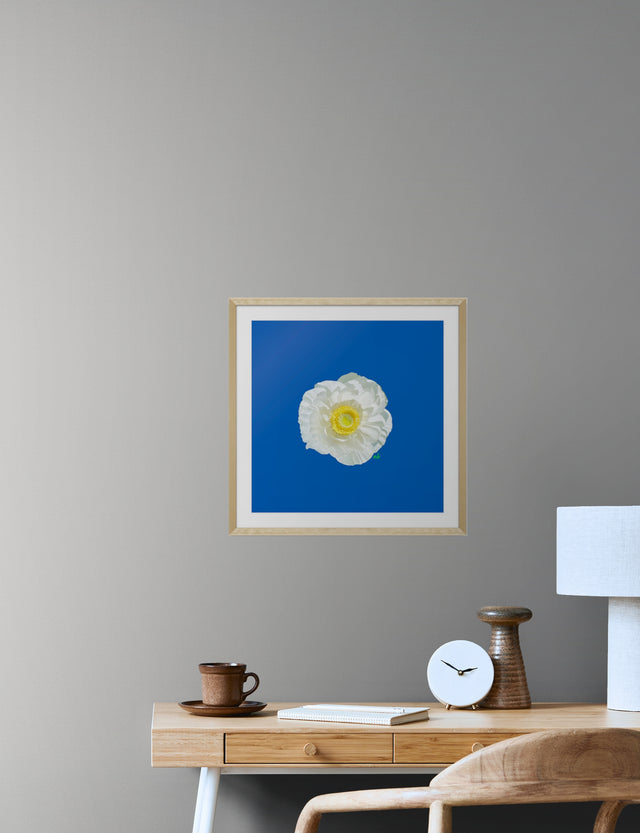 "Frenchie Flair" White Ranunculus Floral Art Print