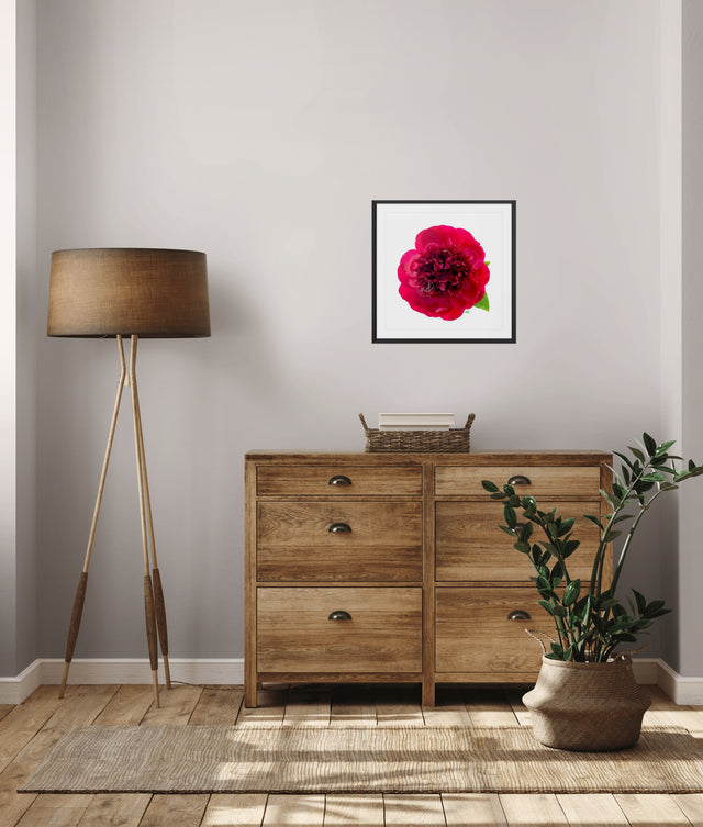 "Hearts on Fire" Red Peony