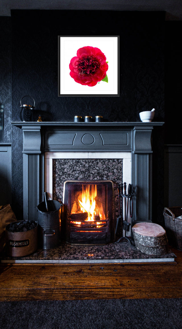 "Hearts on Fire" Red Peony