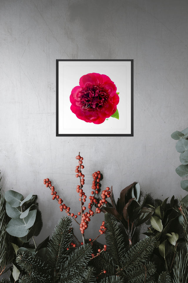 "Hearts on Fire" Red Peony