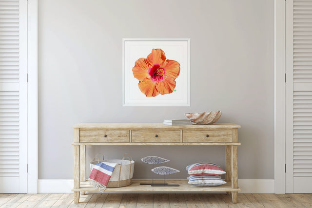 "Hottie Hibiscus" Orange Hibiscus