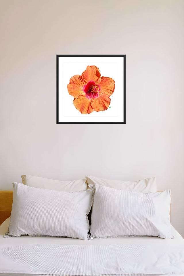 "Hottie Hibiscus" Orange Hibiscus