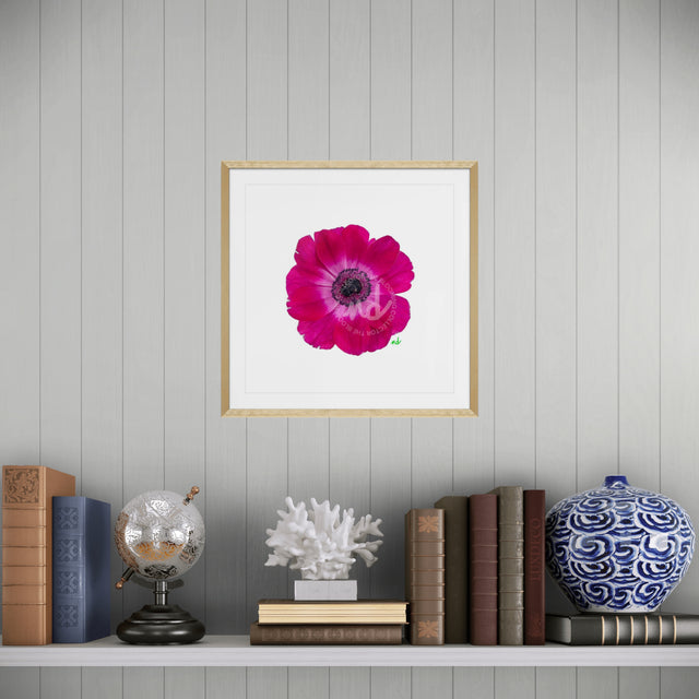 "Magenta Magic" Anemone