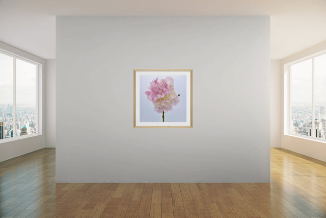 "Make Me Blush" Pink Peony