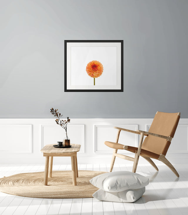 "October Orange" Orange Dahlia