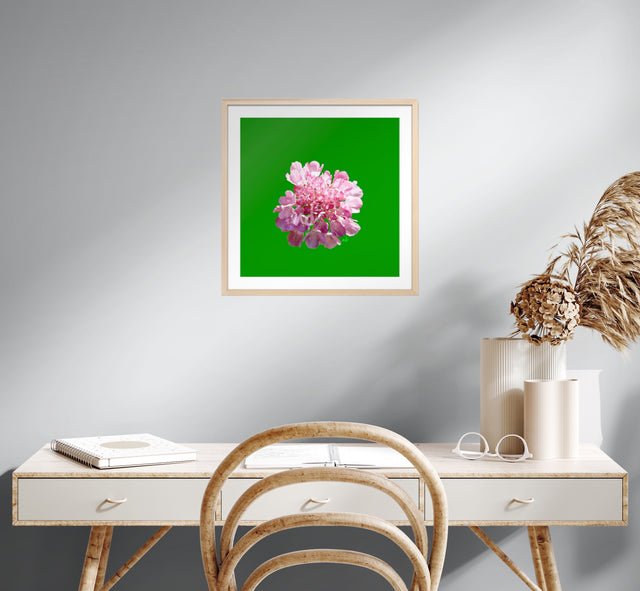 "Pincushion Pink" Scabiosa Floral Art Print