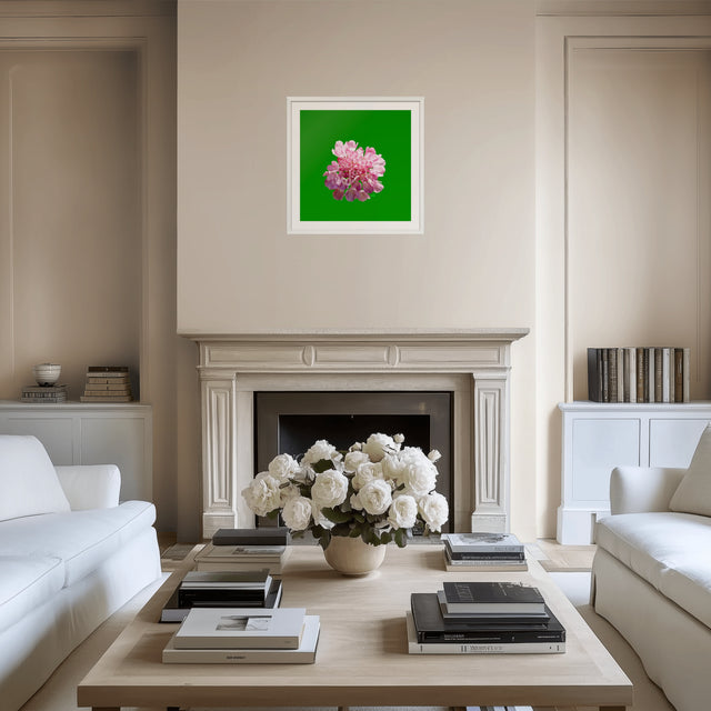 "Pincushion Pink" Scabiosa Floral Art Print
