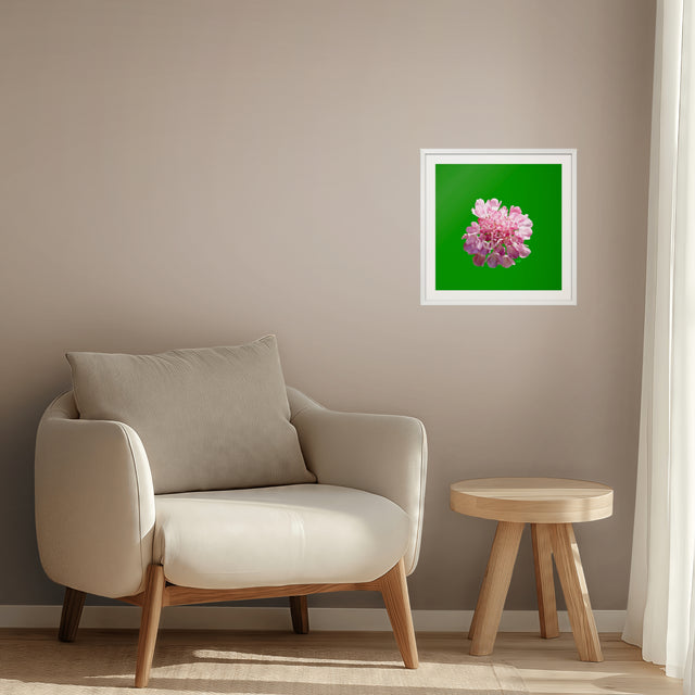 "Pincushion Pink" Scabiosa Floral Art Print
