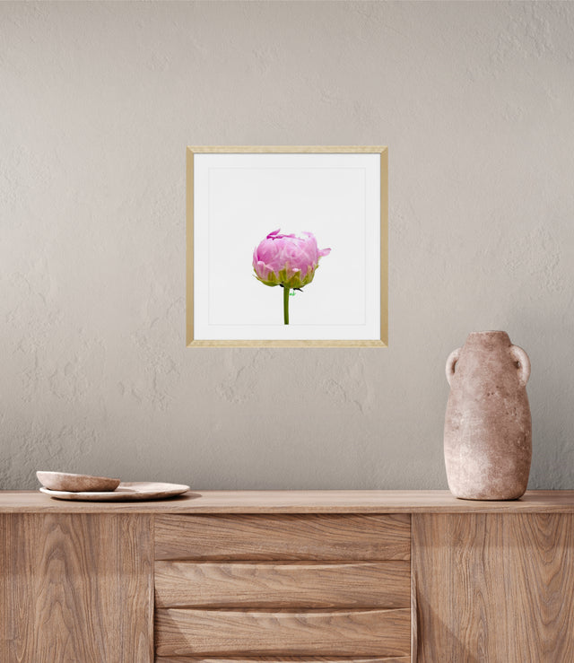 "Pink Prodigy" Peony Bud