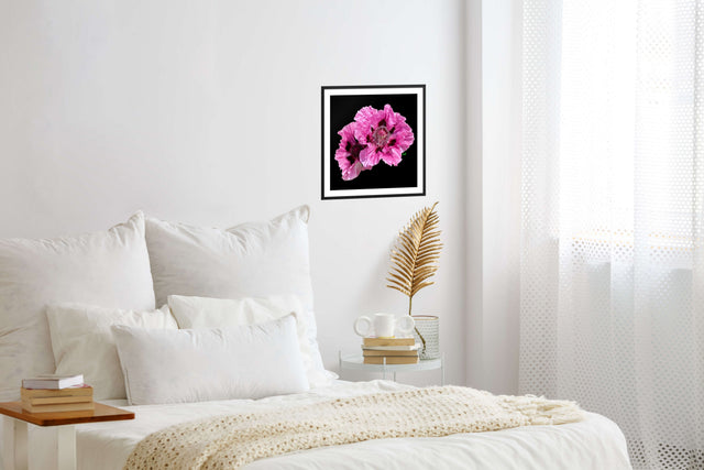 "Pink Sync" Oriental Poppies