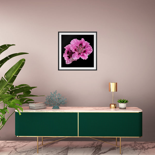"Pink Sync" Oriental Poppies