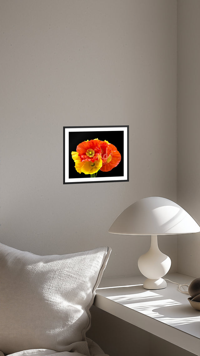 "Poppy Fiesta" Colorful Poppies Floral Art Print