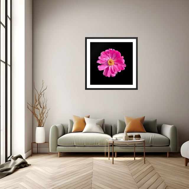 "Popstar Peony" Pink Peony